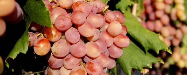 Сбор винограда - Sputnik Узбекистан