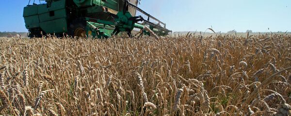 Уборка урожая зерновых на полях - Sputnik Узбекистан