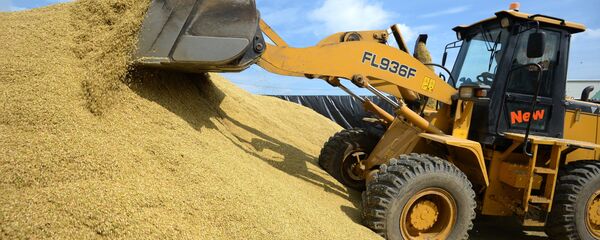 Плющение зерна во время уборки урожая зерновых культур - Sputnik Узбекистан