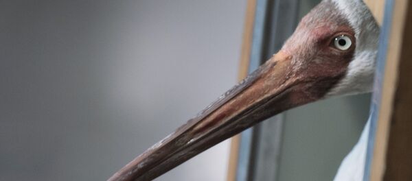 Птица стерх Птица стерх - Sputnik Узбекистан