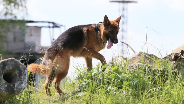 Собака во время поиска пострадавших - Sputnik Узбекистан