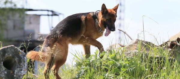 Собака во время поиска пострадавших - Sputnik Узбекистан