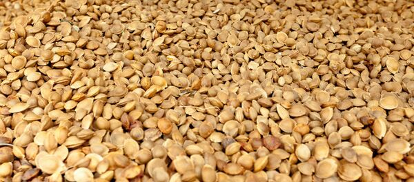 Абрикосовые косточки - Sputnik Узбекистан