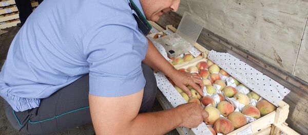 Plodoovoshnaya produksiya Plodoovoshnaya produksiya - Sputnik O‘zbekiston