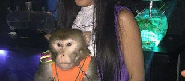 Вечеринка с цирковыми животными в ташкентском баре вызвала скандал - Sputnik Узбекистан