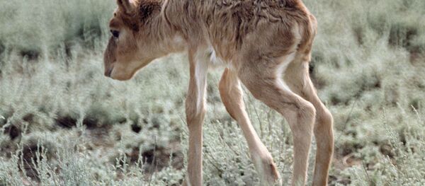 Сайгак - Sputnik Узбекистан