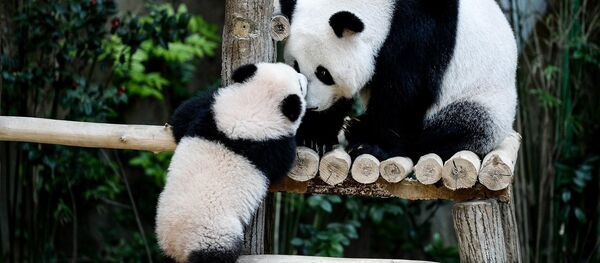Панды в зоопарке Панды в зоопарке - Sputnik Узбекистан