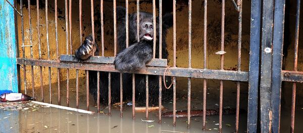 Уссурийский зоопарк после наводнения Уссурийский зоопарк после наводнения - Sputnik Узбекистан