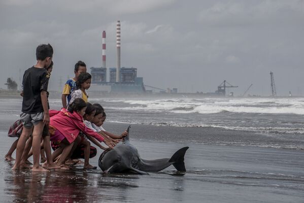 Дети пытаются столкнуть раненого и слабого дельфина обратно в воду на пляже в округе чилачап, Центральная Ява, Индонезия - Sputnik Узбекистан