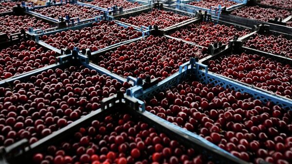 Yashiki s yagodami - Sputnik O‘zbekiston