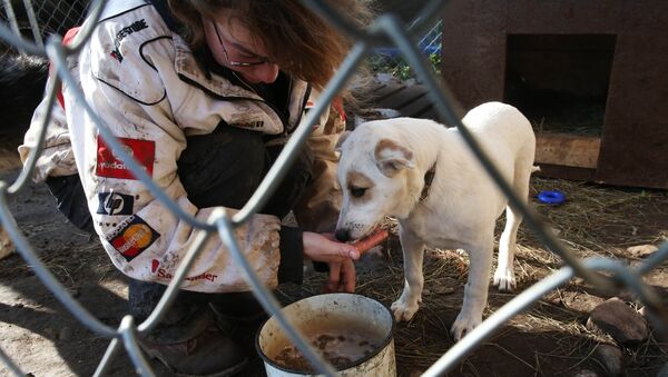 Частный приют для бездомных собак - Sputnik Узбекистан