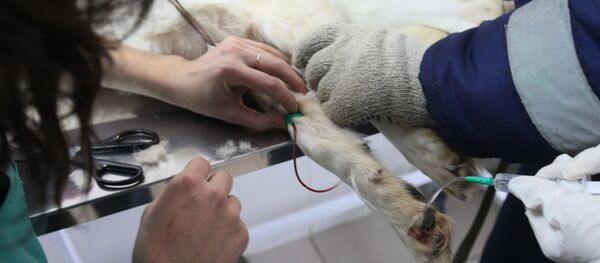 Работа приюта для безнадзорных животных в Руднево - Sputnik Узбекистан