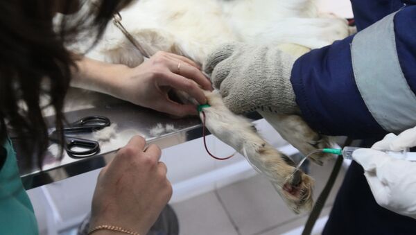 Работа приюта для безнадзорных животных в Руднево - Sputnik Узбекистан