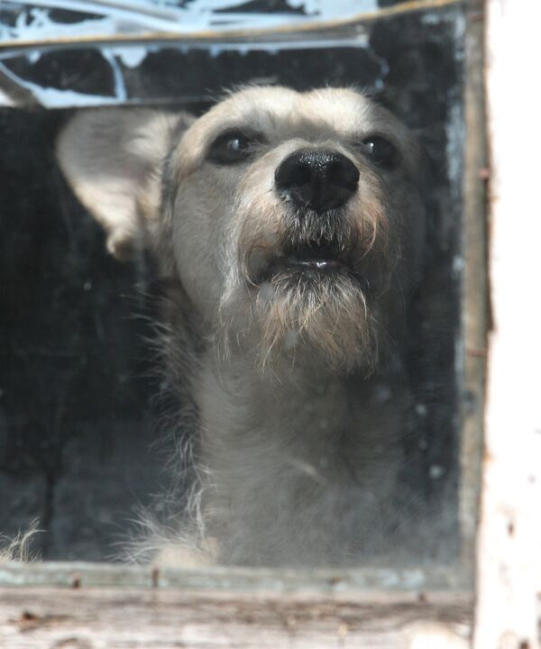 Собака в питомнике для бездомных животных - Sputnik Узбекистан
