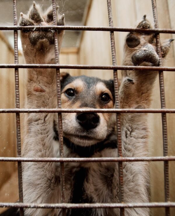 Собака в вольере пункта кратковременного содержания бездомных животных - Sputnik Узбекистан
