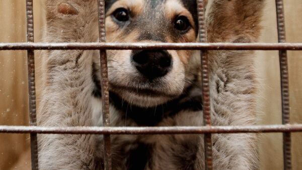 Собака в вольере пункта кратковременного содержания бездомных животных - Sputnik Ўзбекистон