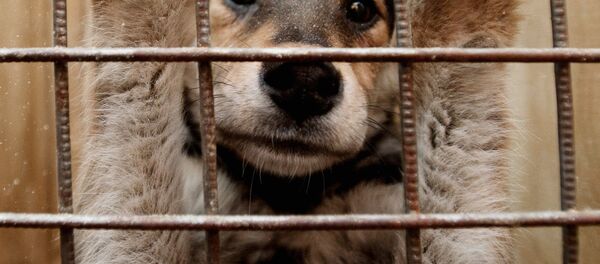 Собака в вольере пункта кратковременного содержания бездомных животных Собака в вольере пункта кратковременного содержания бездомных животных - Sputnik Ўзбекистон