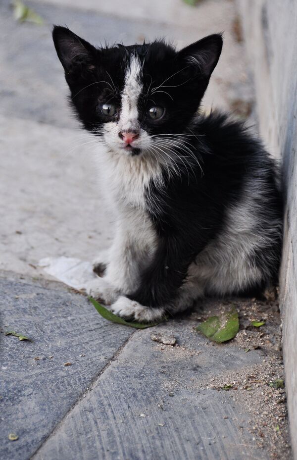 Бездомный котенок - Sputnik Узбекистан