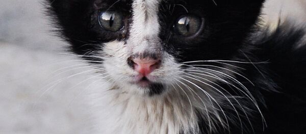 Бездомный котенок - Sputnik Узбекистан