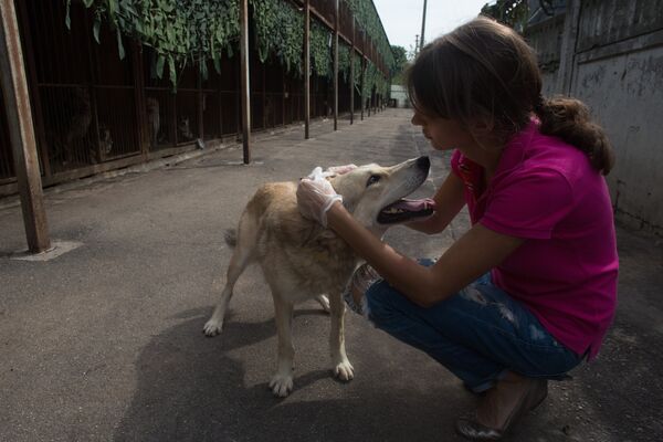 Приют для бездомных животных в Москве - Sputnik Узбекистан