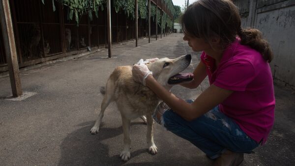 Приют для бездомных животных в Москве - Sputnik Узбекистан