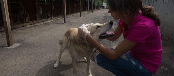 Приют для бездомных животных в Москве - Sputnik Узбекистан