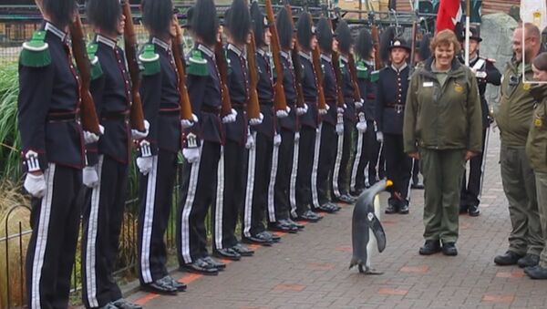 Nils Ulaf III laqabli pingvin Norvegiya Qirollik Gvardiyasi pingviniga aylandi - Sputnik Oʻzbekiston