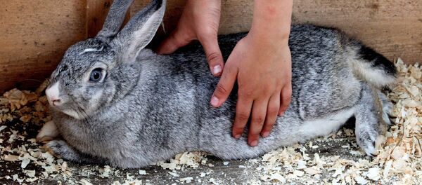 Кролик Кролик - Sputnik Ўзбекистон