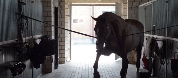 Лошадь Гюрза Лошадь Гюрза - Sputnik Узбекистан