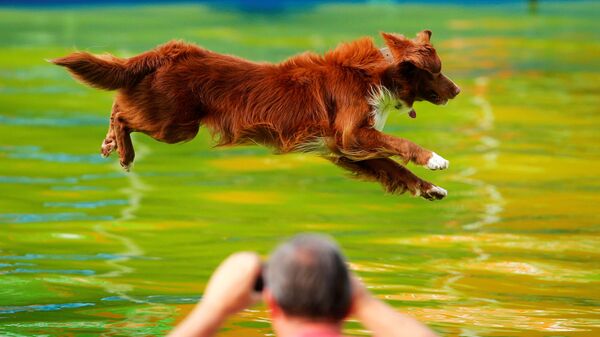 Собака прыгает в бассеин во время соревнований Flying Dogs в городе Камник. Словения - Sputnik Узбекистан