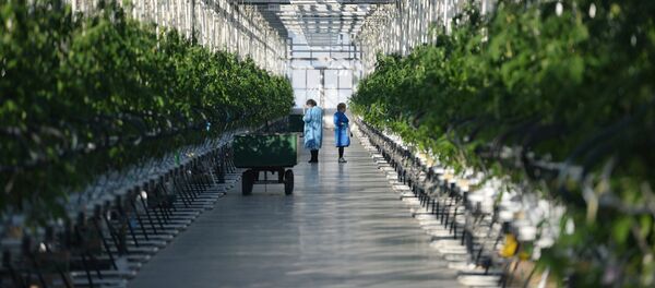 Сотрудницы работают в теплице Сотрудницы работают в теплице - Sputnik Узбекистан