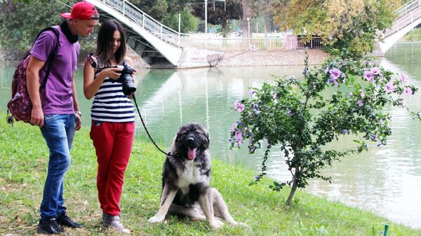 В Ташкенте на интернациональной выставке собак всех пород ранга CACIB-IKU В Ташкенте на интернациональной выставке собак всех пород ранга CACIB-IKU - Sputnik Узбекистан