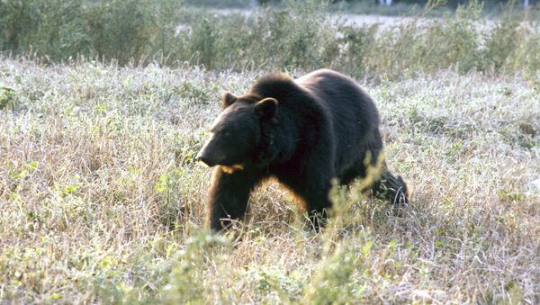 Бурый медведь - Sputnik Ўзбекистон