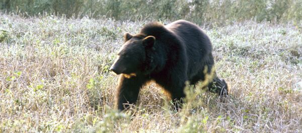 Бурый медведь Бурый медведь - Sputnik Ўзбекистон