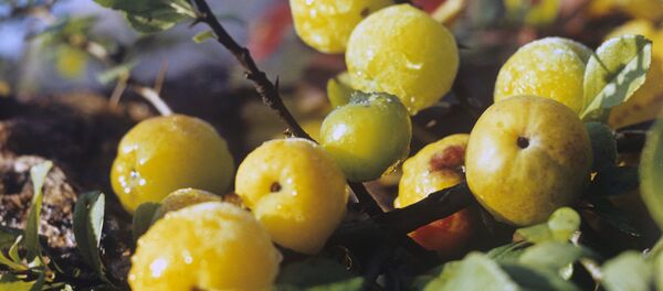 Айва, южная плодовая культура Айва, южная плодовая культура - Sputnik Узбекистан