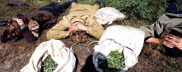 Задержание сборщиков конопли - Sputnik Узбекистан