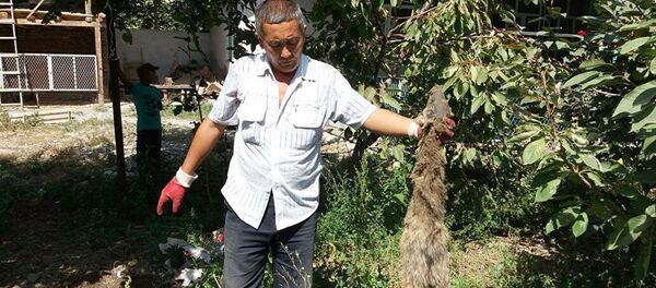 Шоқоллар қабрларни ёриб кетмоқда Шоқоллар қабрларни ёриб кетмоқда - Sputnik Ўзбекистон