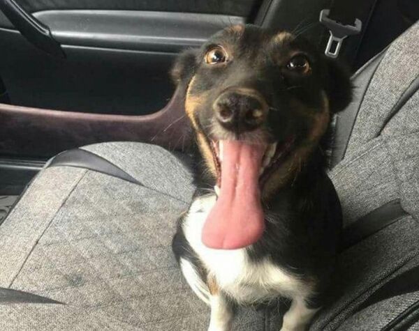  В Яшнабадском районе заживо закопали бездомную собаку  - Sputnik Узбекистан