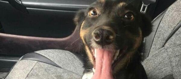 Яшнаободда тириклай кўмилган ит қутқариб қолинди Яшнаободда тириклай кўмилган ит қутқариб қолинди - Sputnik Ўзбекистон