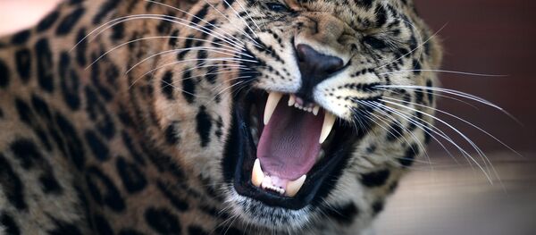 Ҳайвонот боғидаги леопард Ҳайвонот боғидаги леопард - Sputnik Ўзбекистон