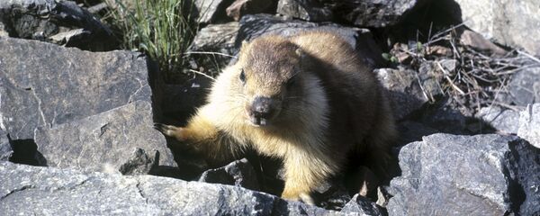 Сурок Мензбира - Sputnik Узбекистан