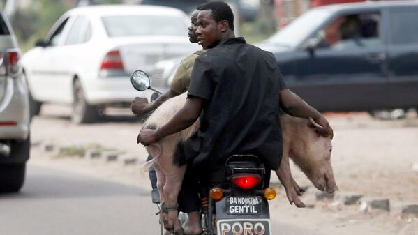 Мужчины на мотоцикле перевозят свинью - Sputnik Узбекистан
