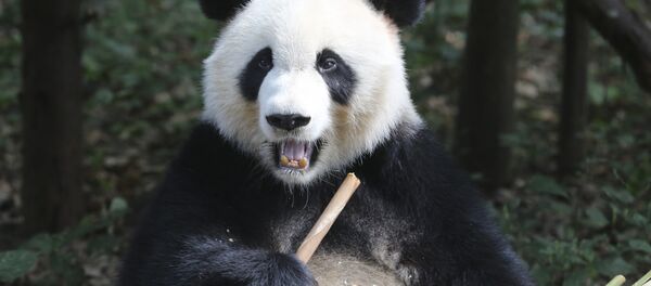 Научно-исследовательский центр разведения панд в Китае - Sputnik Узбекистан