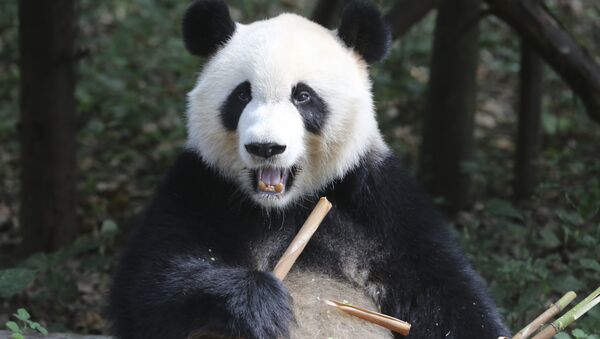 Научно-исследовательский центр разведения панд в Китае - Sputnik Узбекистан