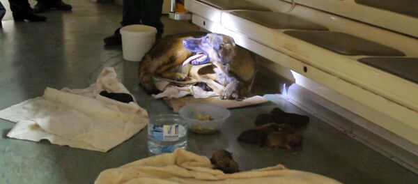 Метрода ит болалади Метрода ит болалади - Sputnik Ўзбекистон