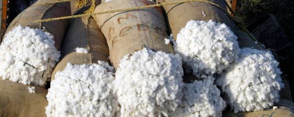 Хлопок-сырец Хлопок-сырец - Sputnik Ўзбекистон