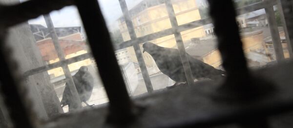 Панжара Панжара - Sputnik Ўзбекистон