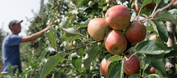 Сбор фруктов - Sputnik Узбекистан