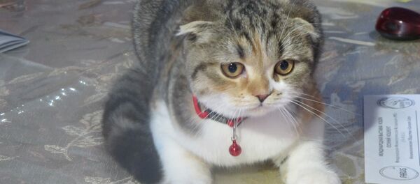 Выставка Осенний кошкент Выставка Осенний кошкент - Sputnik Узбекистан