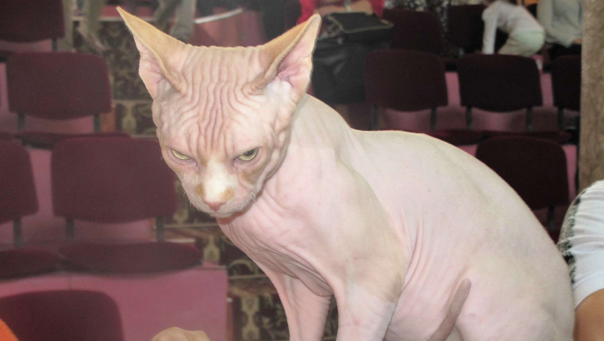 Qollaringiz bilan jinsiy olatni tegizish